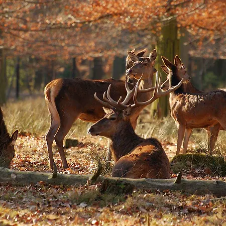 St George & Отель